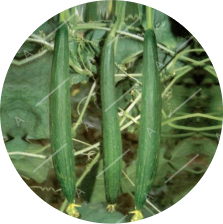 Sponge Gourd F1 Anjani
